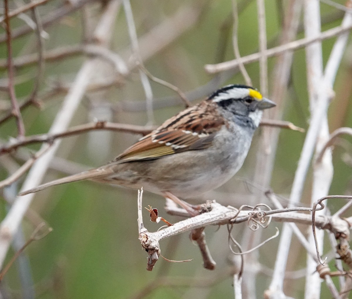 White-throated Sparrow - Kathleen Horn