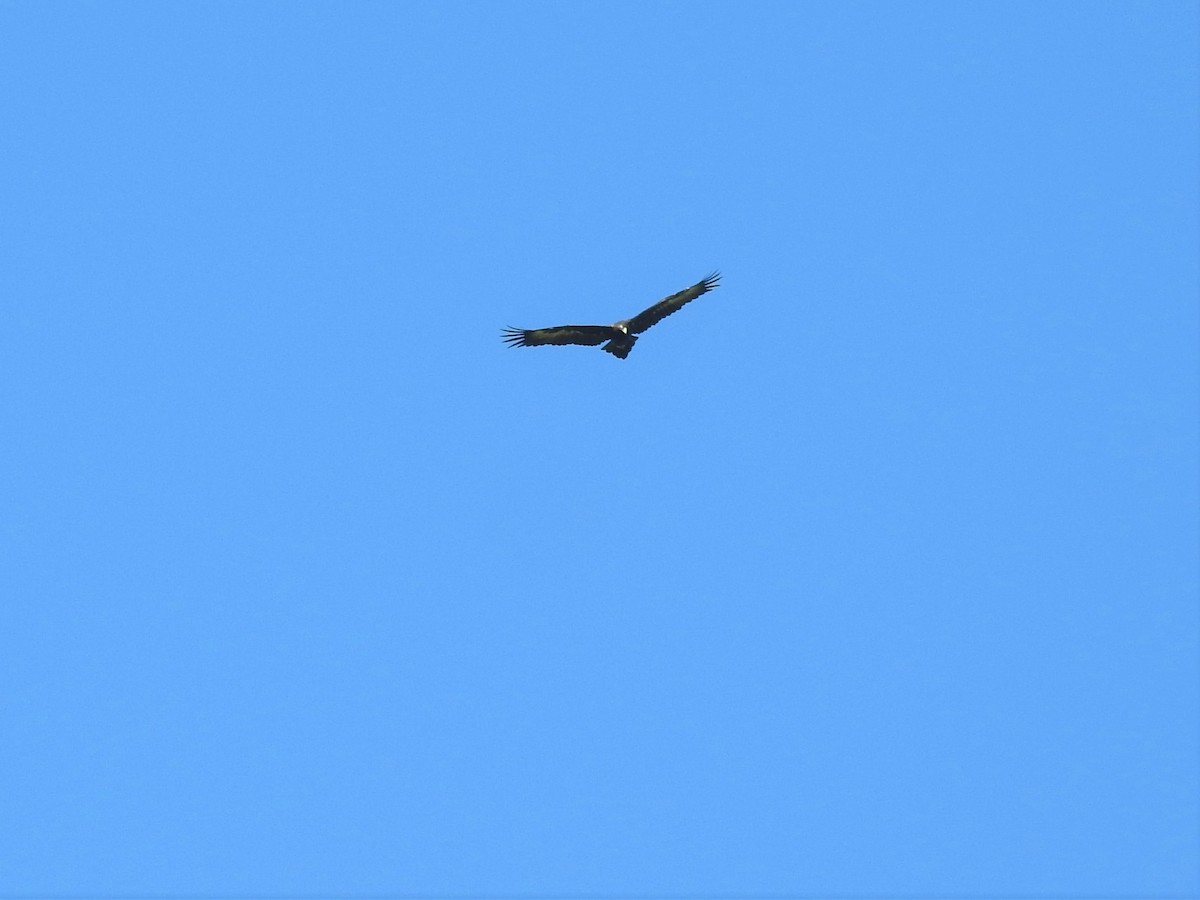 Wedge-tailed Eagle - ML226680571
