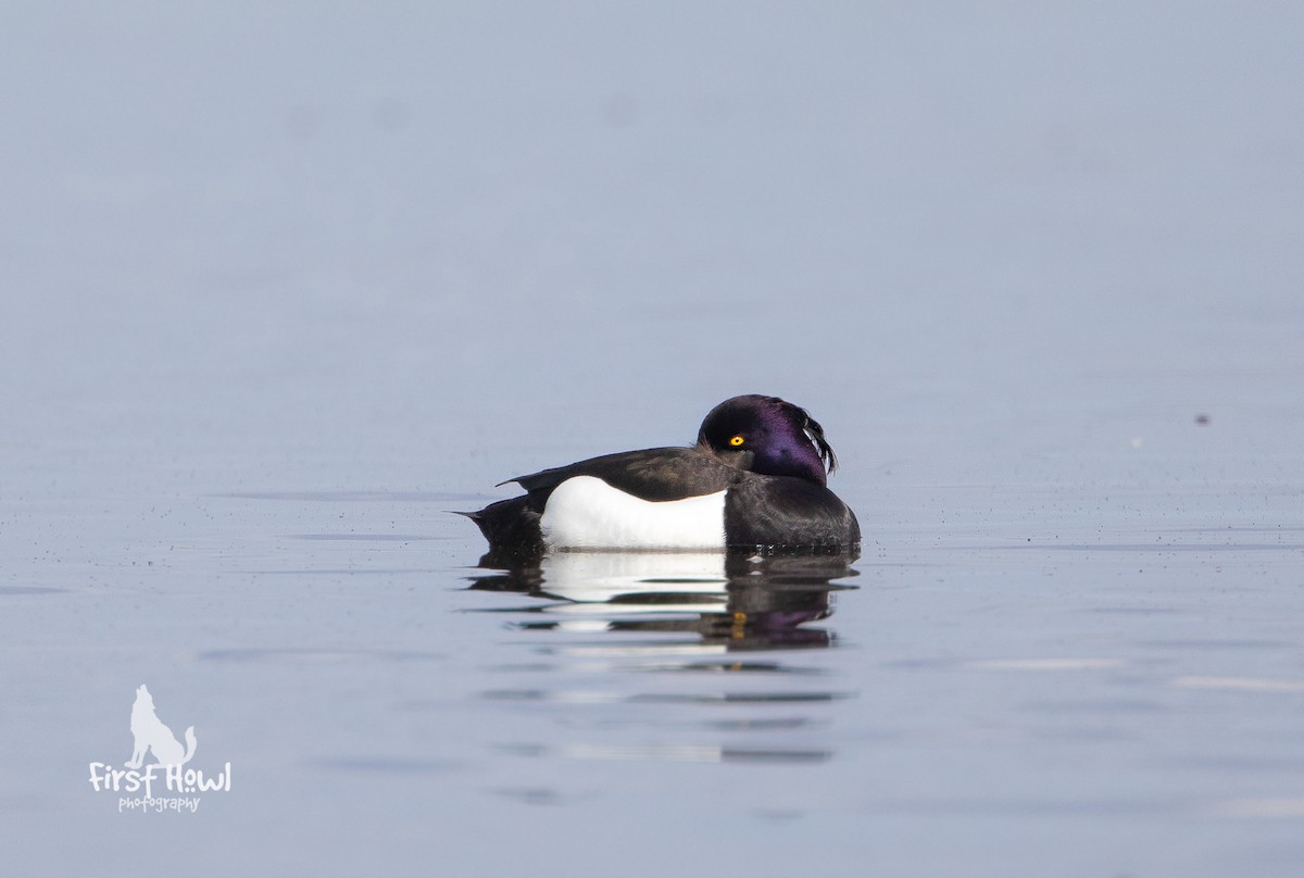 Tufted Duck - ML226683081