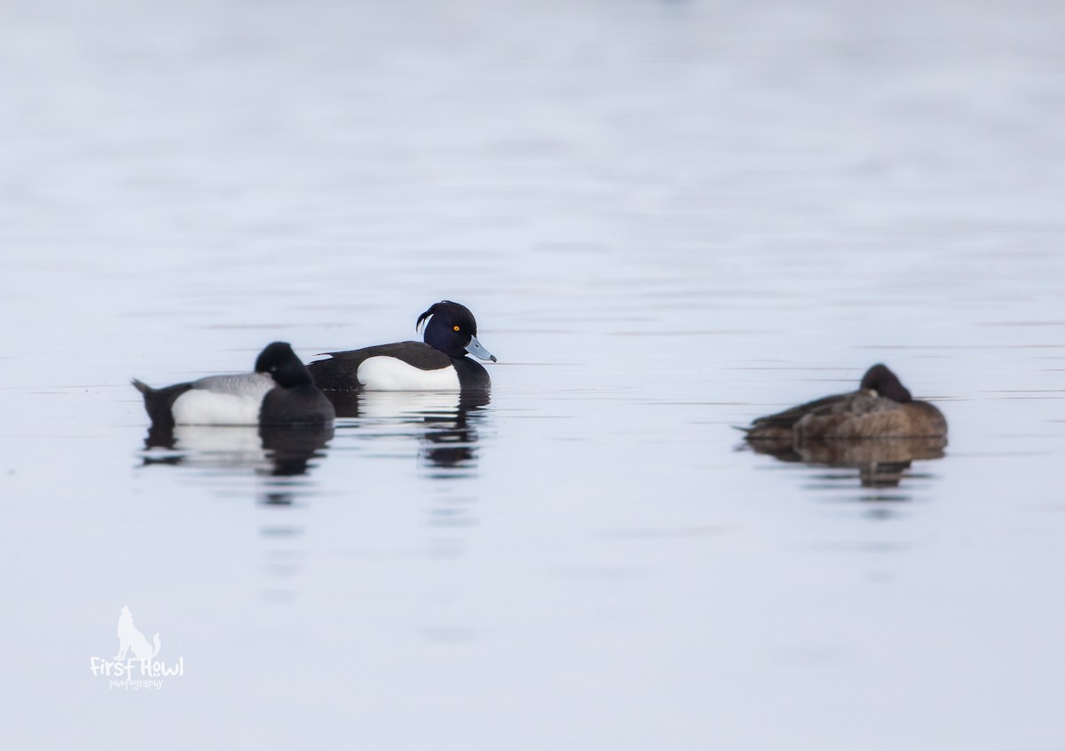 Tufted Duck - ML226683091