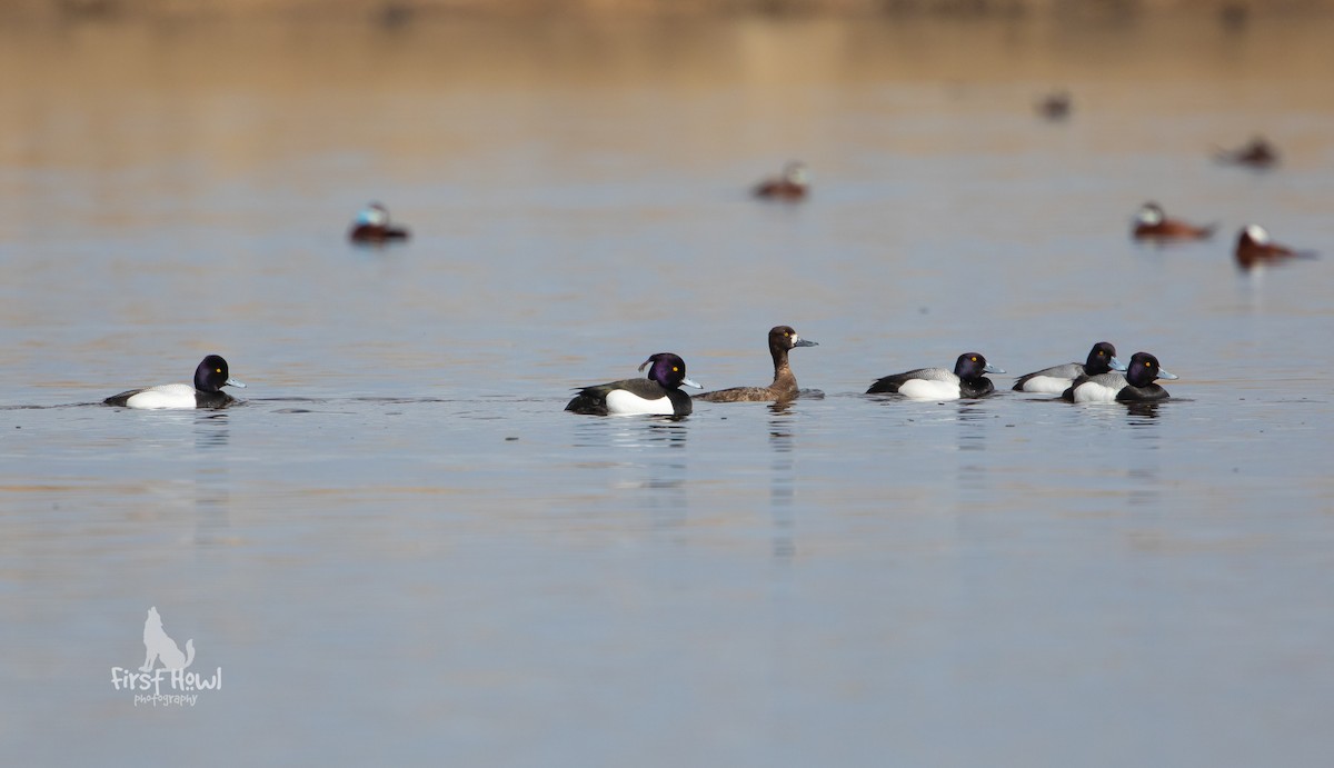 Tufted Duck - ML226683101