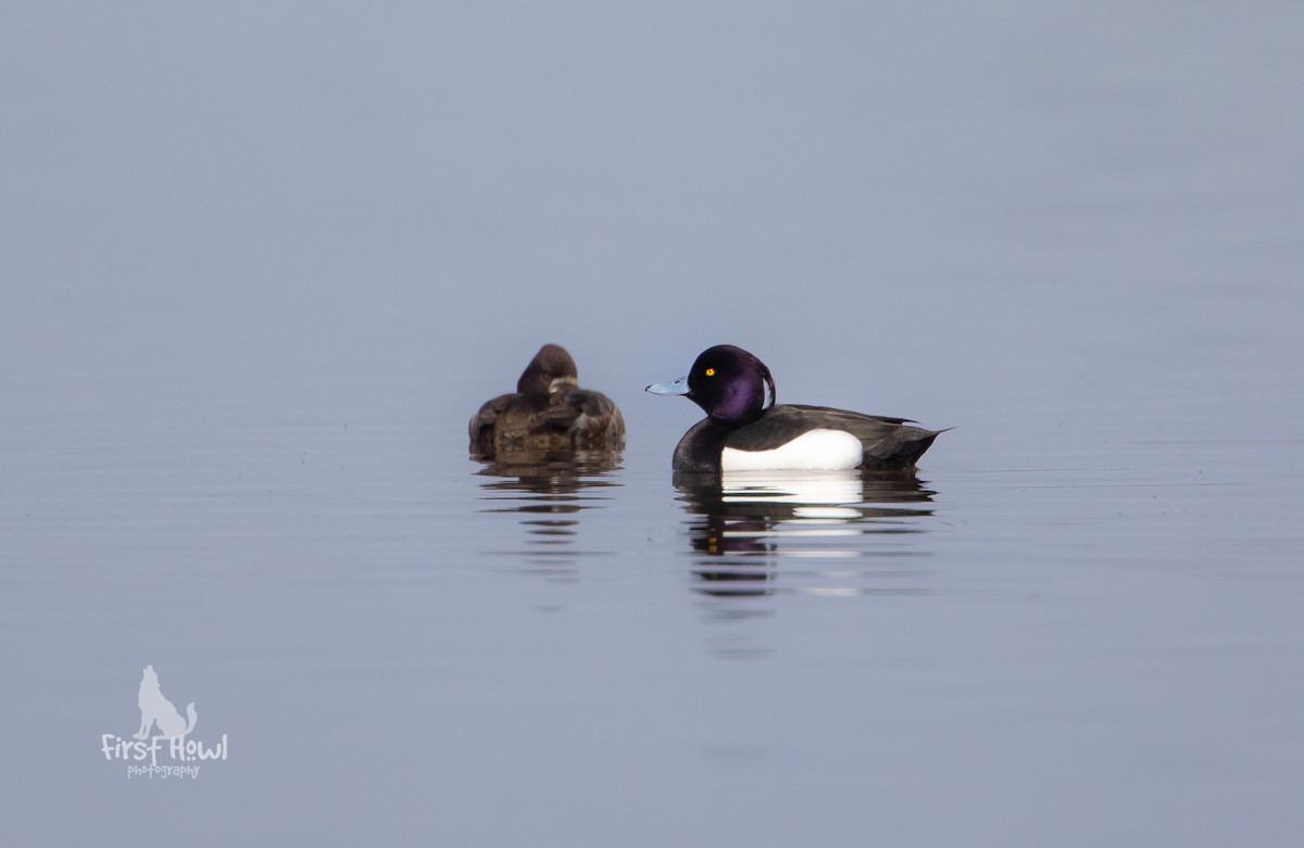 Tufted Duck - ML226683121