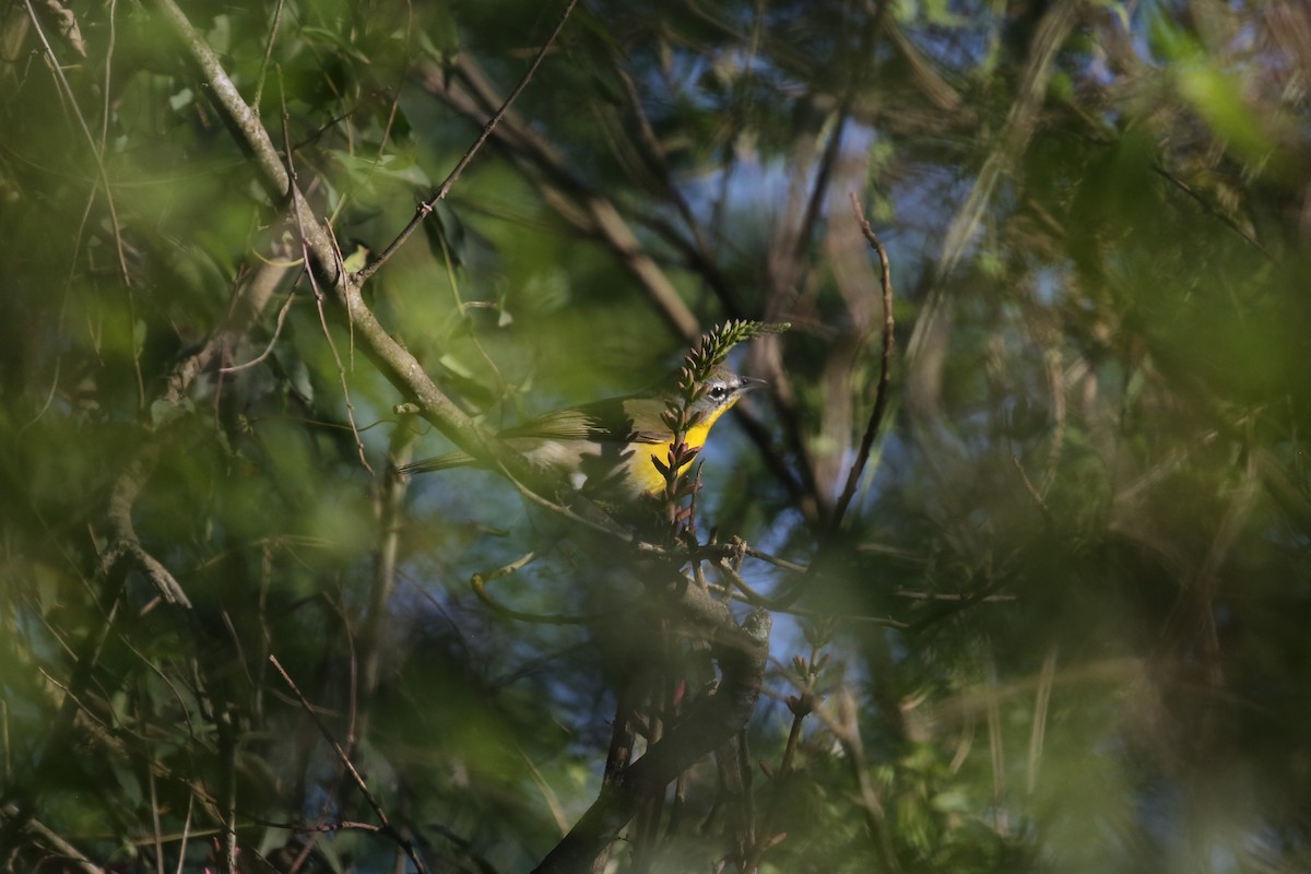 Yellow-breasted Chat - ML226686781