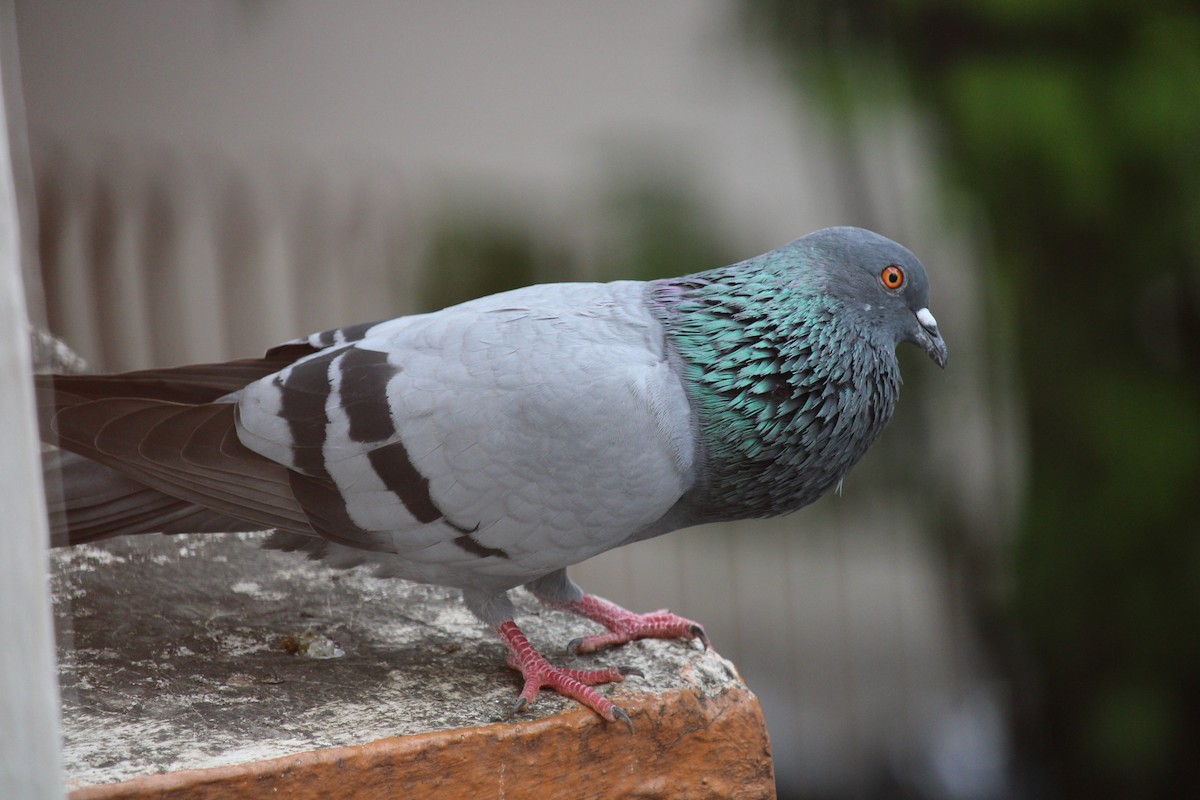Rock Pigeon (Feral Pigeon) - Rajasekar S