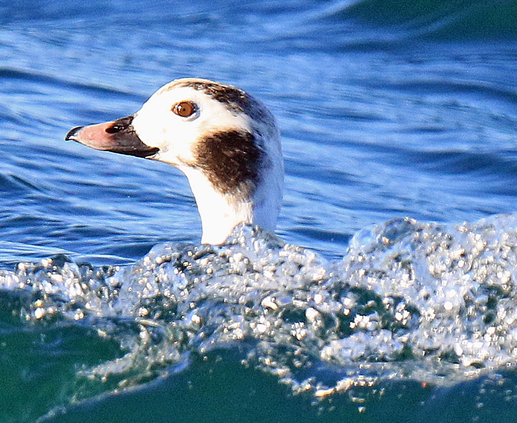 Long-tailed Duck - Blair Bernson