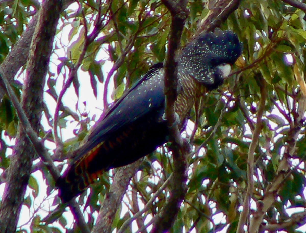 Red-tailed Black-Cockatoo - ML226689151