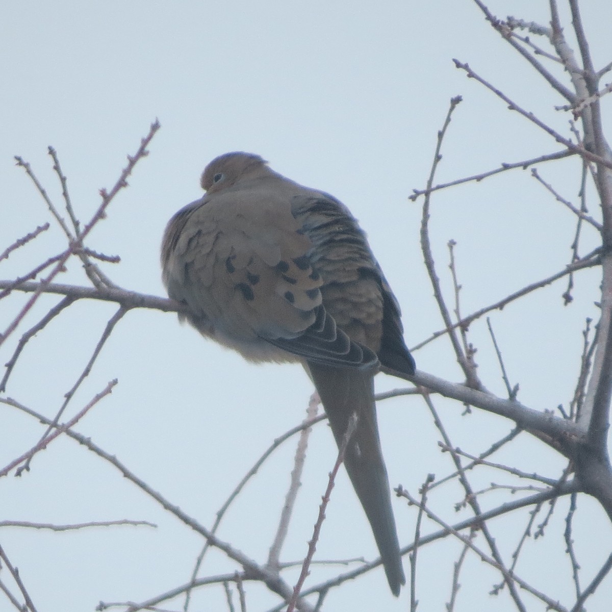 Mourning Dove - Nick Ramsey