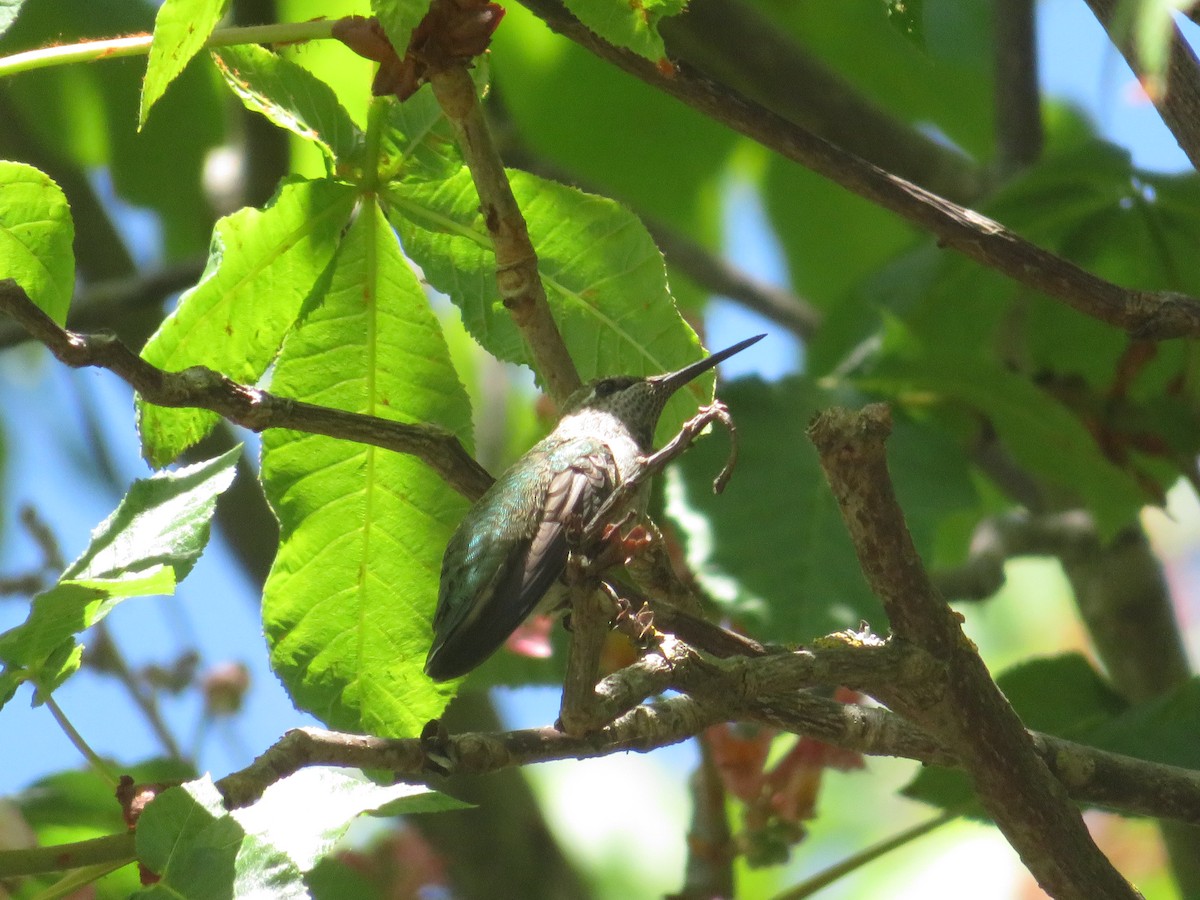 Anna's Hummingbird - Monica P