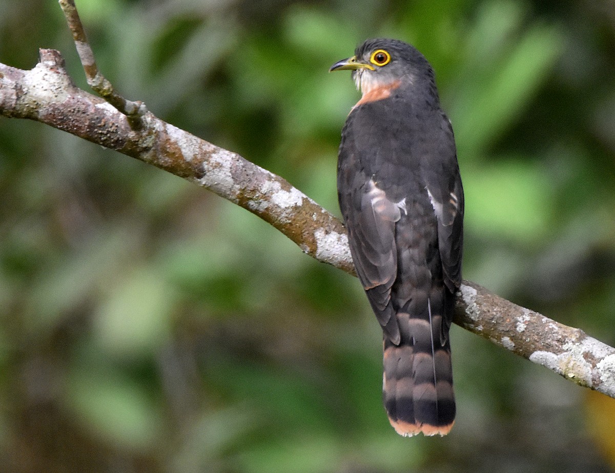 Philippine Hawk-Cuckoo - Chris Chafer