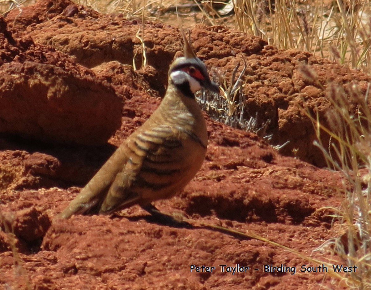 Spinifex Pigeon - ML226707331