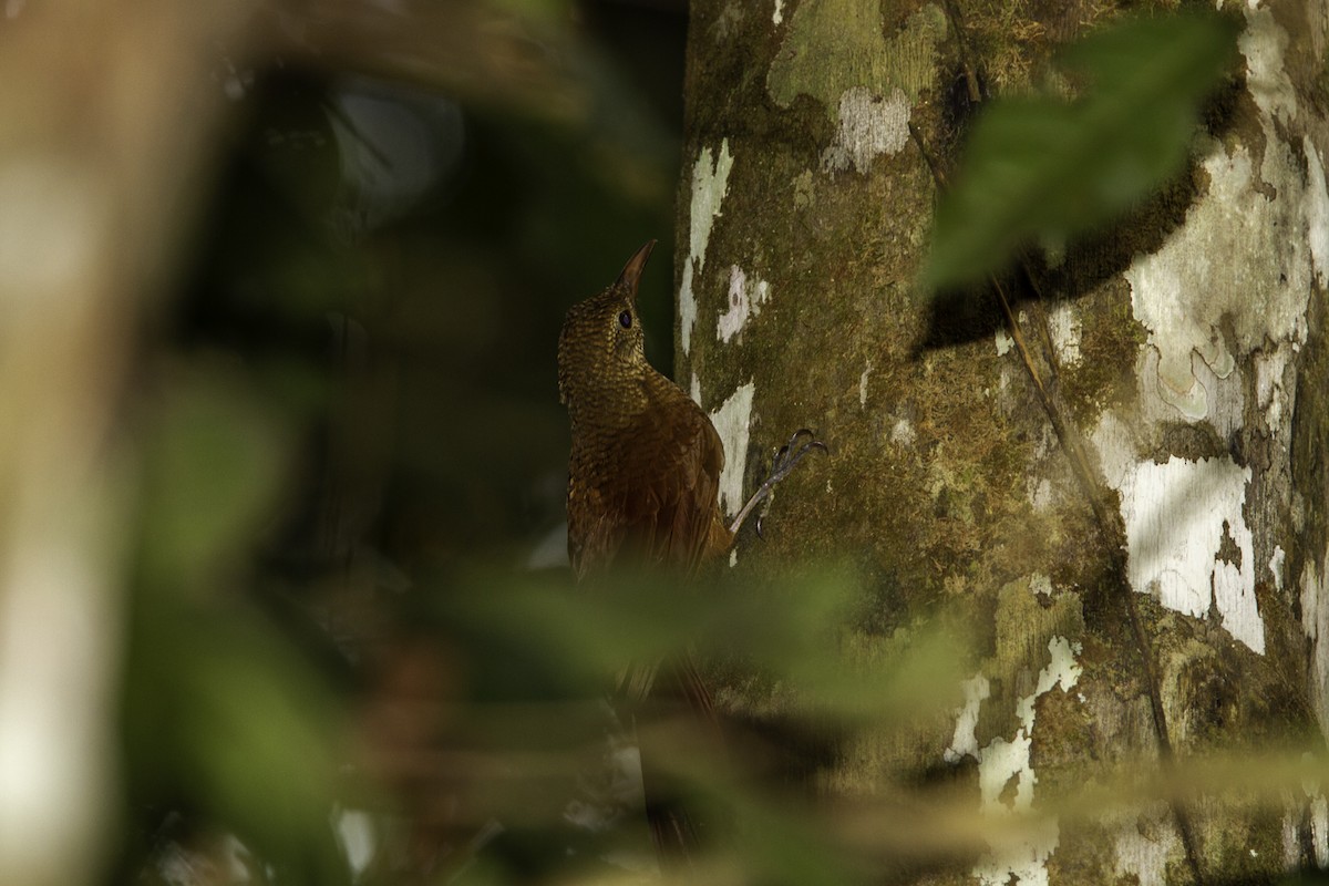 Amazonian Barred-Woodcreeper (Jurua) - Niall D Perrins
