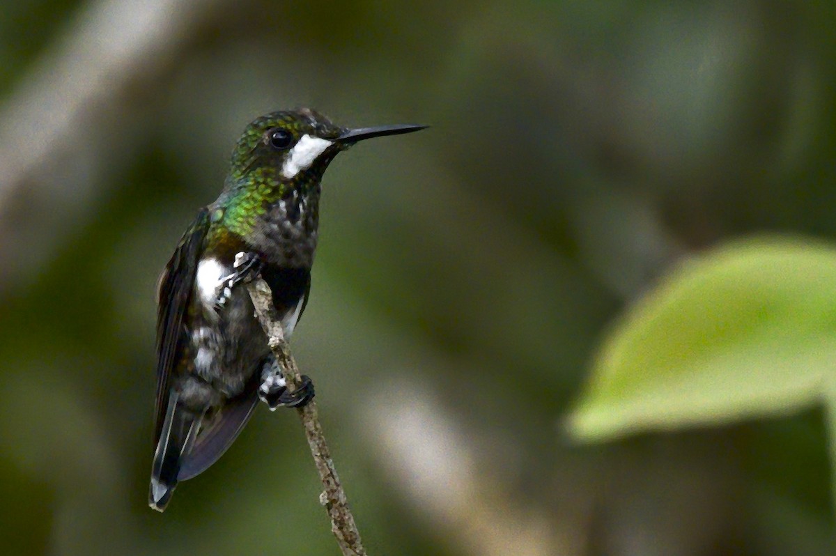 Black-bellied Thorntail - ML226712201