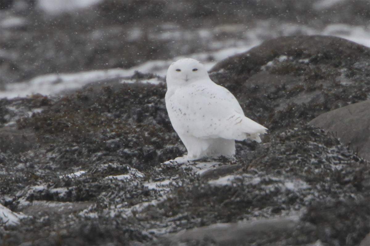 Snowy Owl - Gerard Proulx