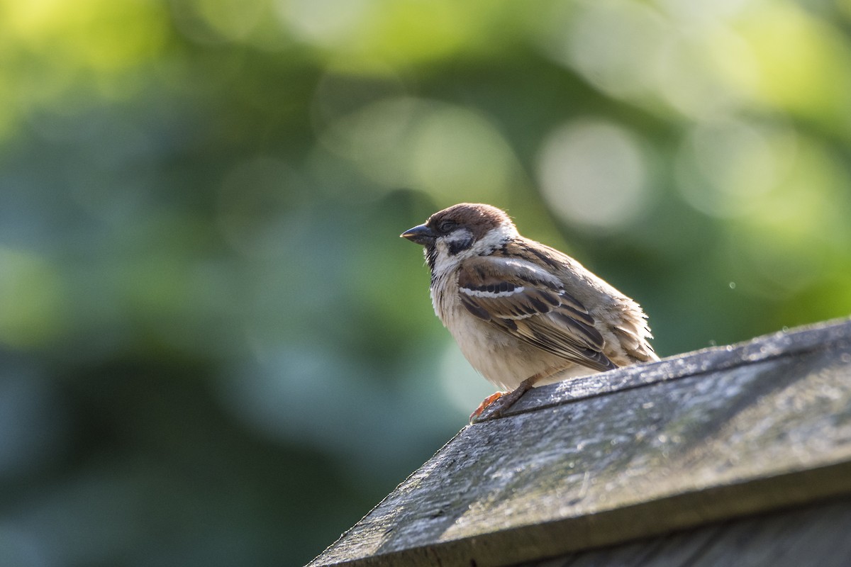 Eurasian Tree Sparrow - Fátima Garrido Ceacero