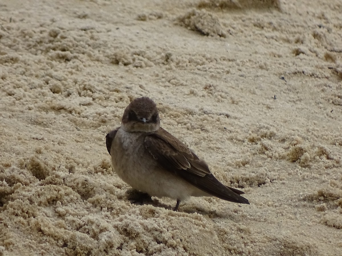 Northern Rough-winged Swallow - ML226721601