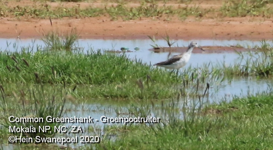 Common Greenshank - Hendrik Swanepoel