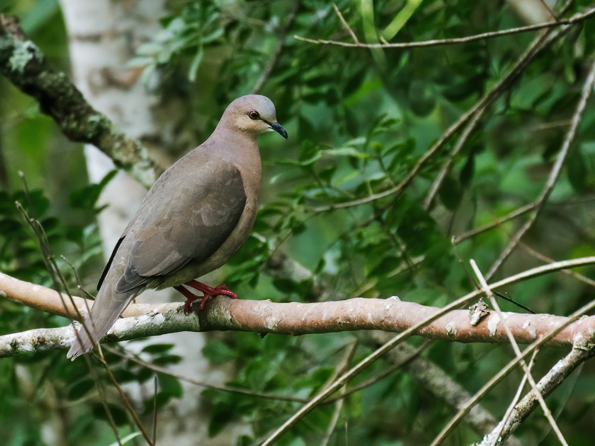 Gray-fronted Dove - ML226730901