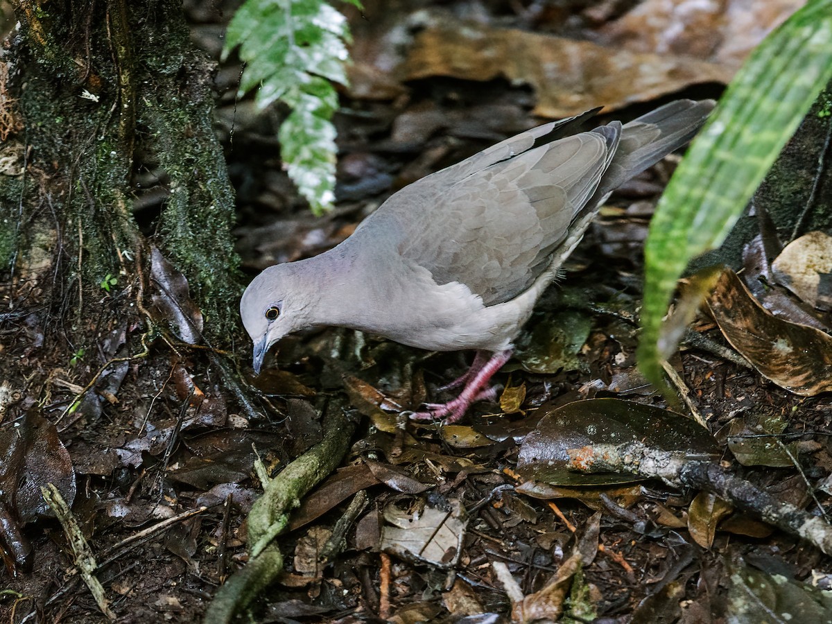 Gray-fronted Dove - ML226731061