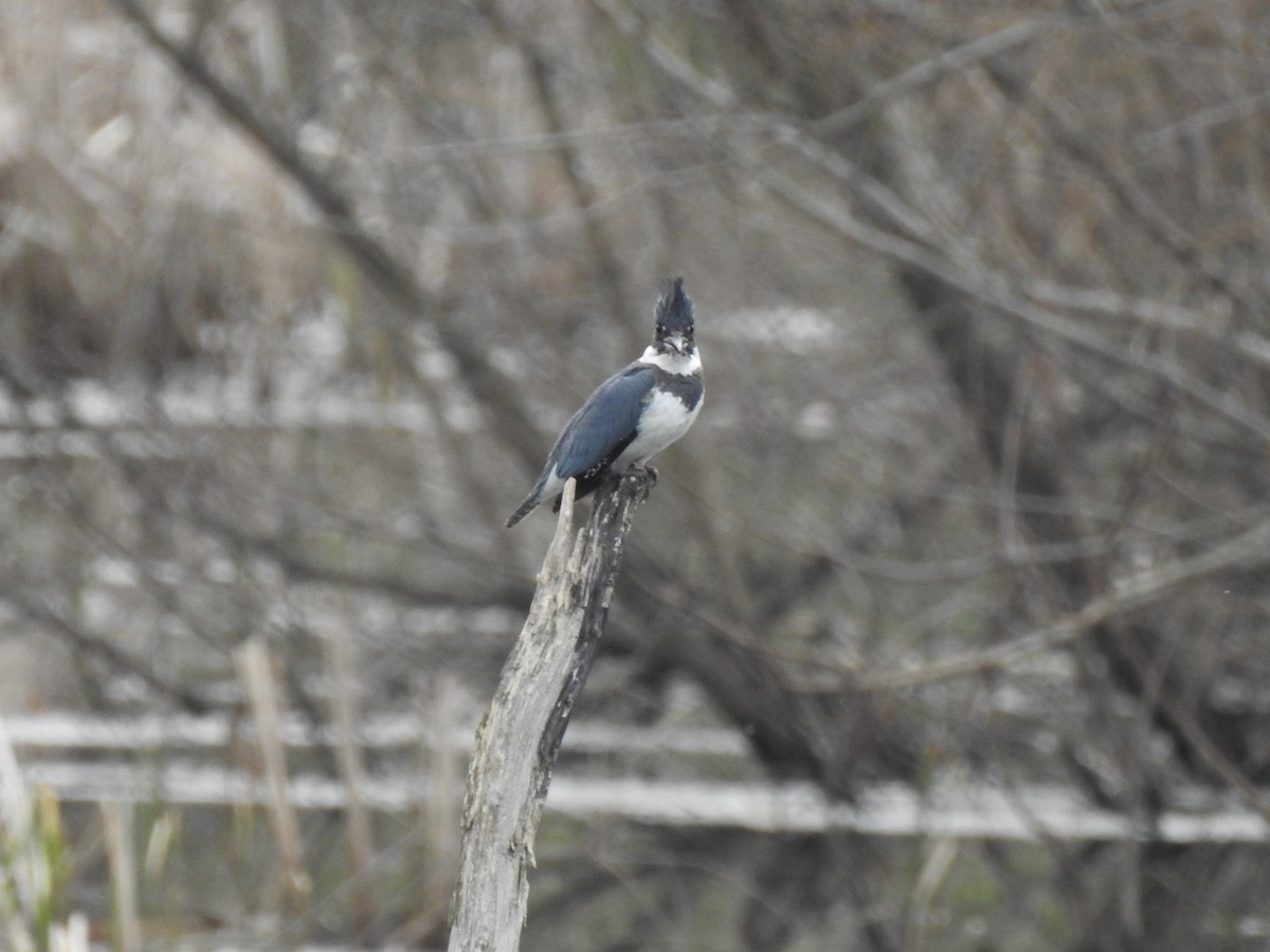 Belted Kingfisher - ML226732931