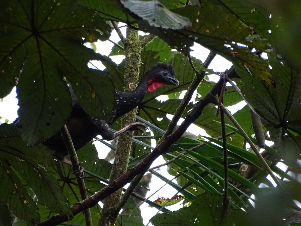 Crested Guan - ML226733411