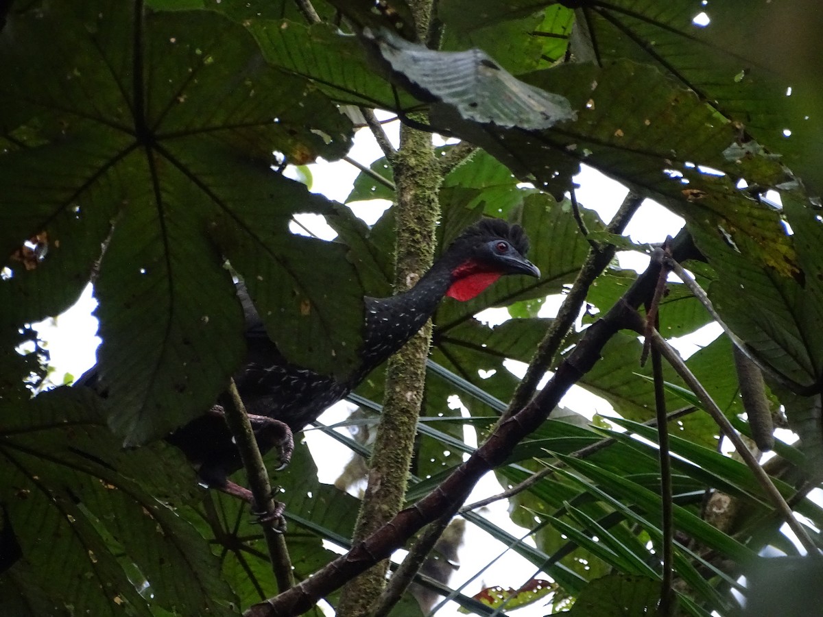 Crested Guan - ML226733851