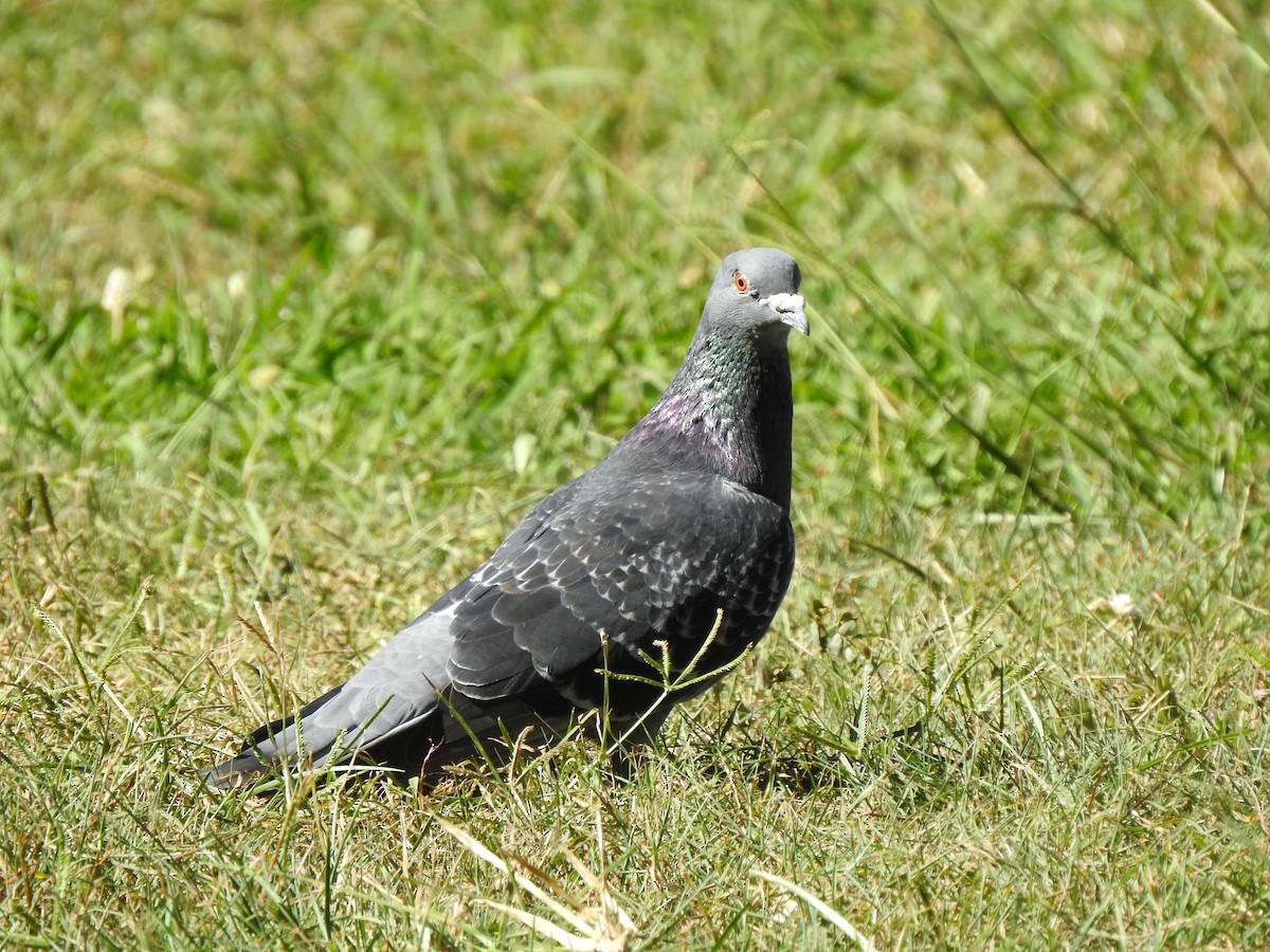 Rock Pigeon (Feral Pigeon) - Gary Crouch
