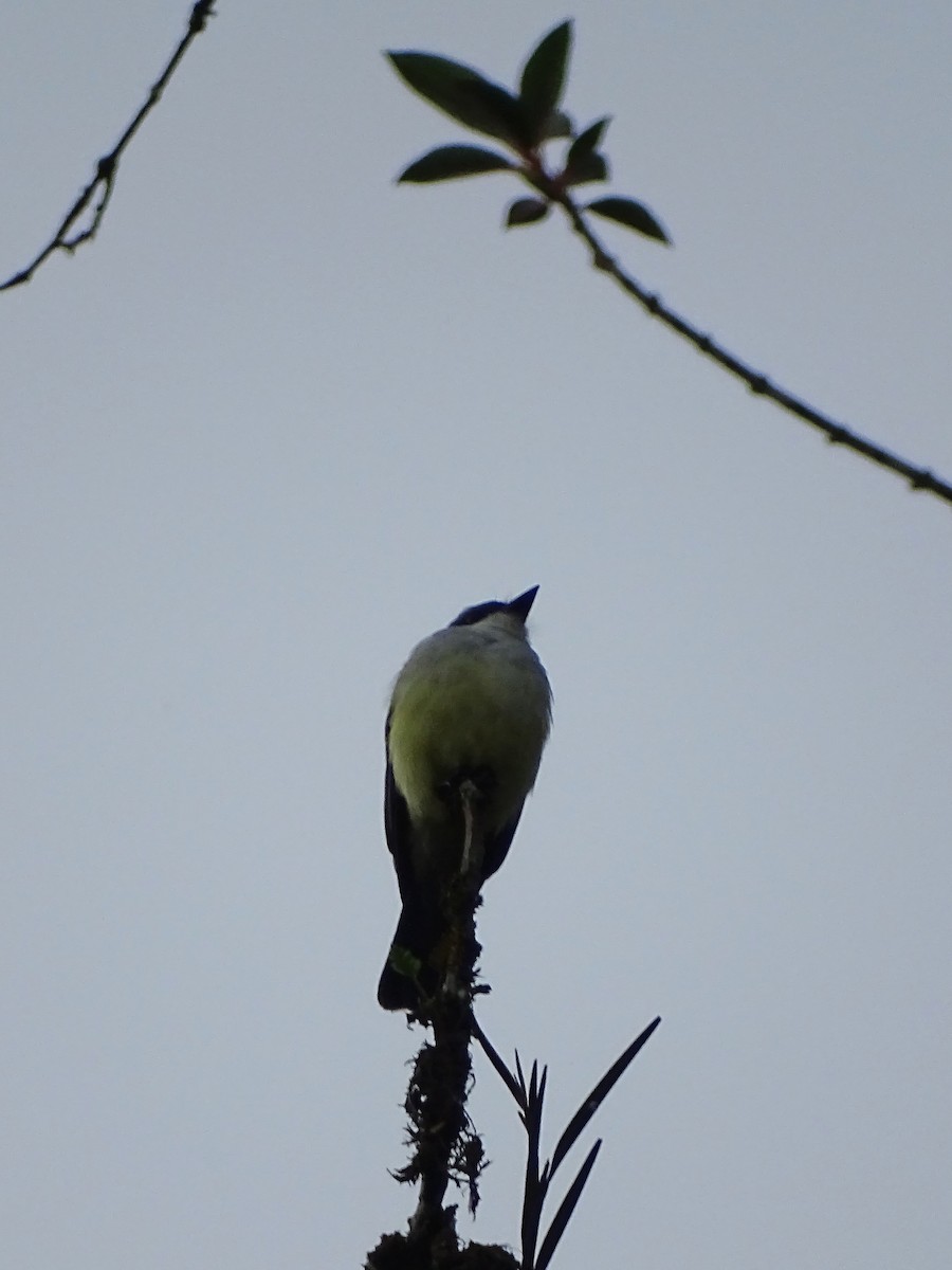 Snowy-throated Kingbird - Mark Dorriesfield