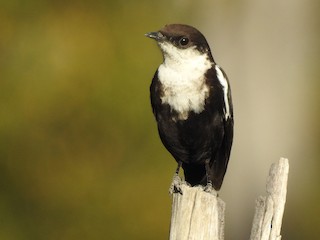 Female (Arnot's) - Robert Doubell - ML226737591