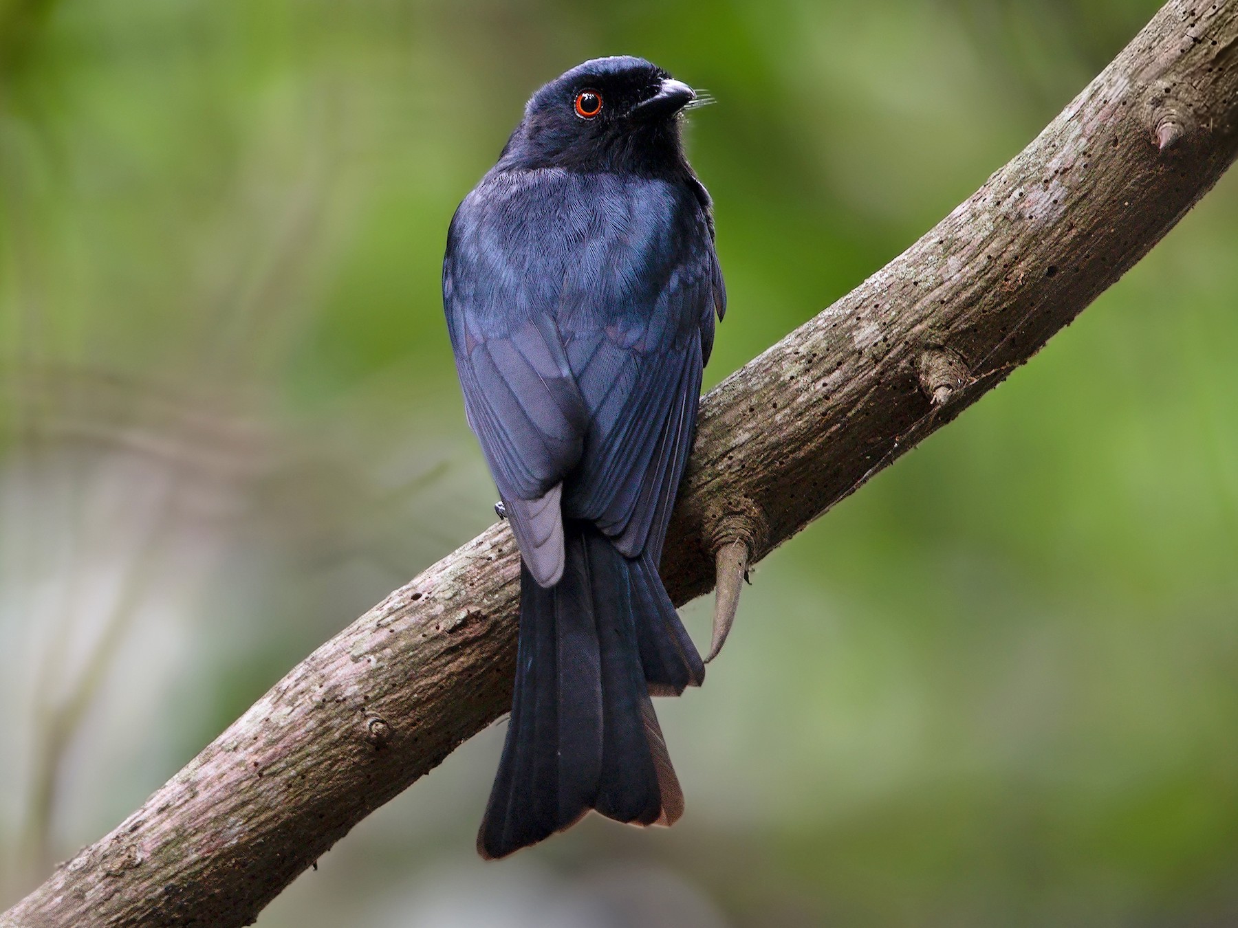 Square-tailed Drongo - Marco Valentini