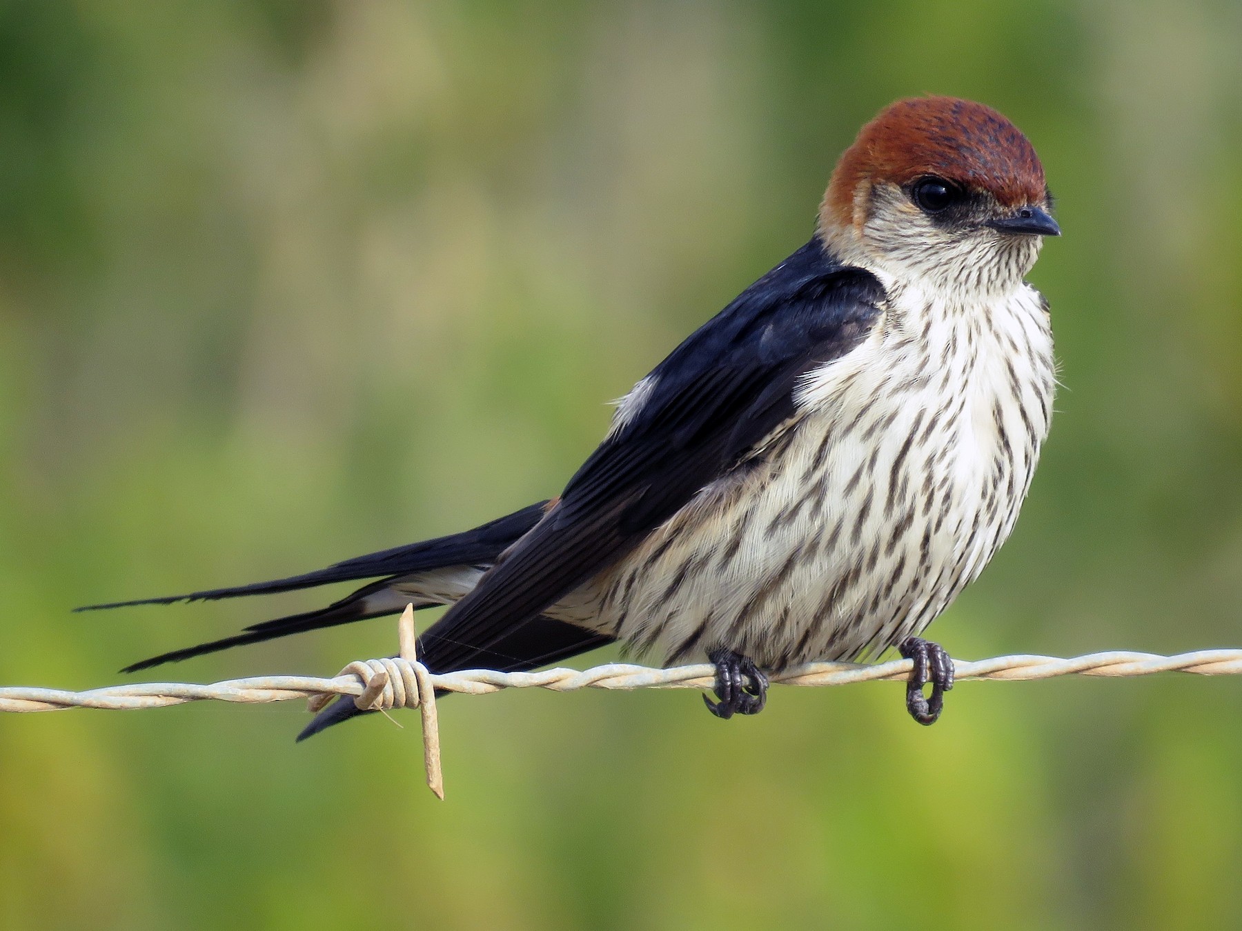 Greater Striped Swallow - Nicholas Fordyce
