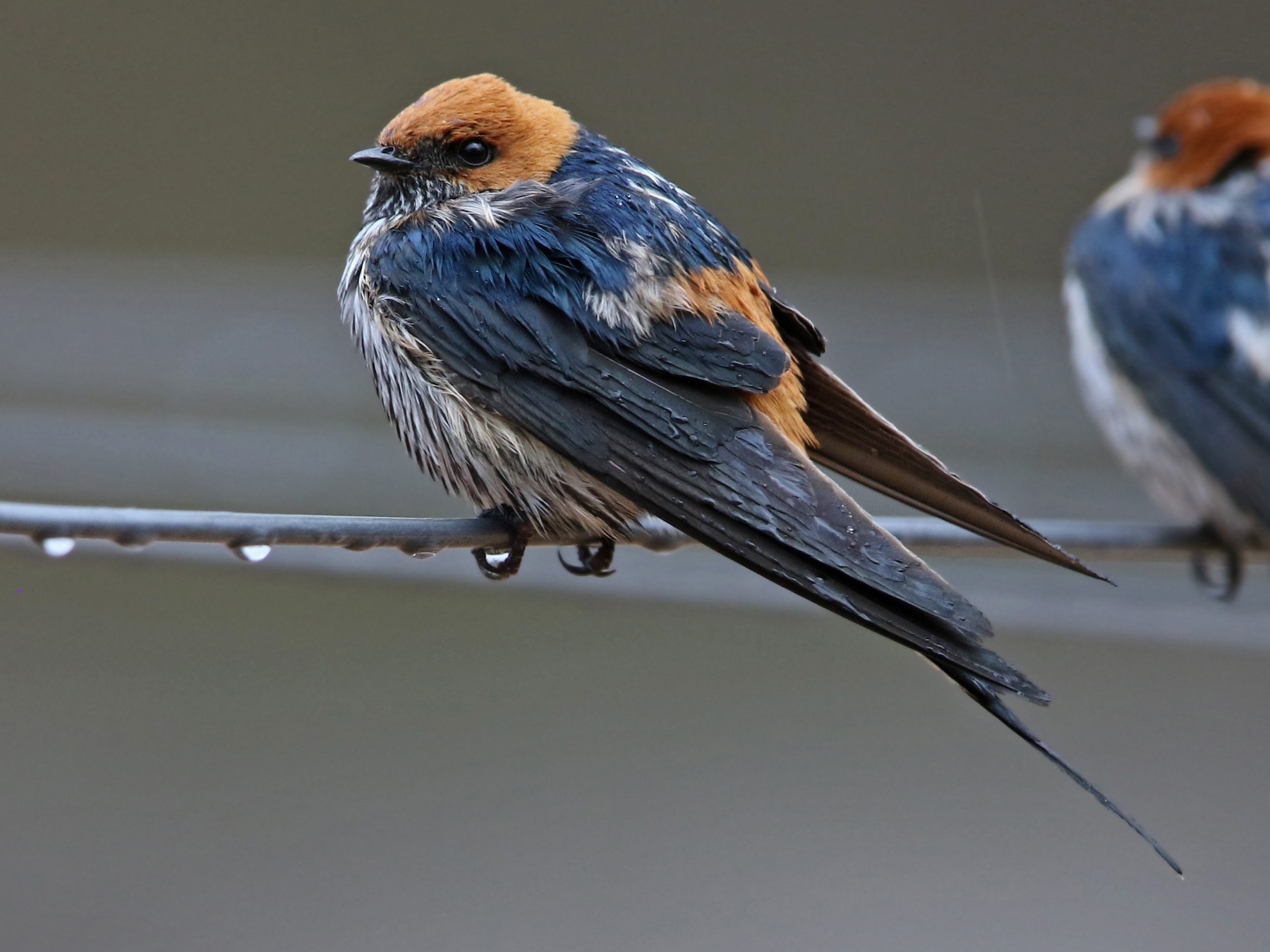 Lesser Striped Swallow - Volker Hesse