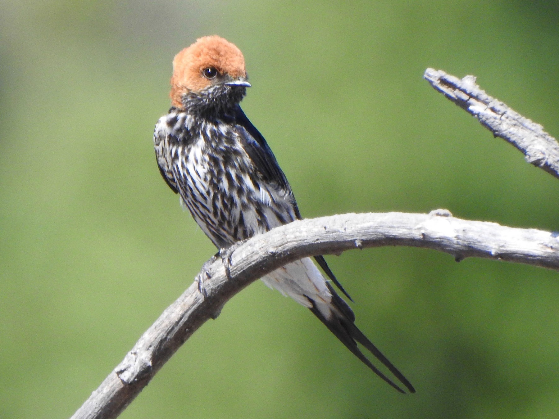 Lesser Striped Swallow - Kalin Ocaña