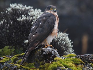  - Rufous-breasted Sparrowhawk