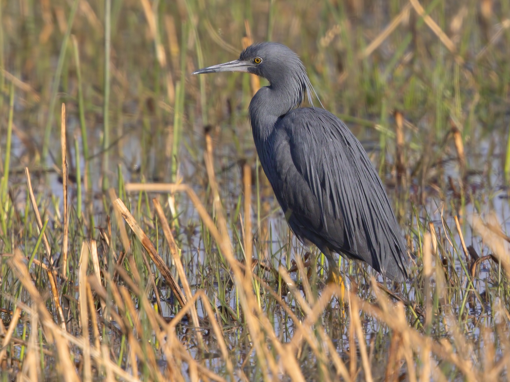 Slaty Egret - Marco Valentini