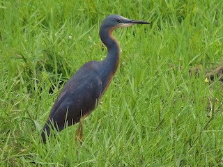 Чепура ботсванійська - eBird