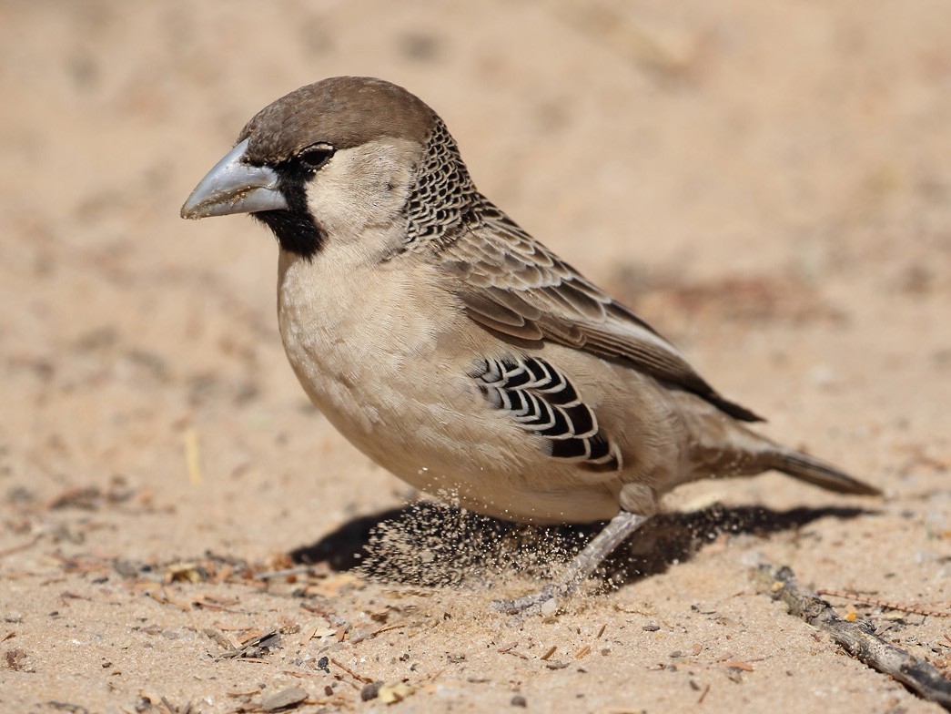 Sociable Weaver - Megan Perkins