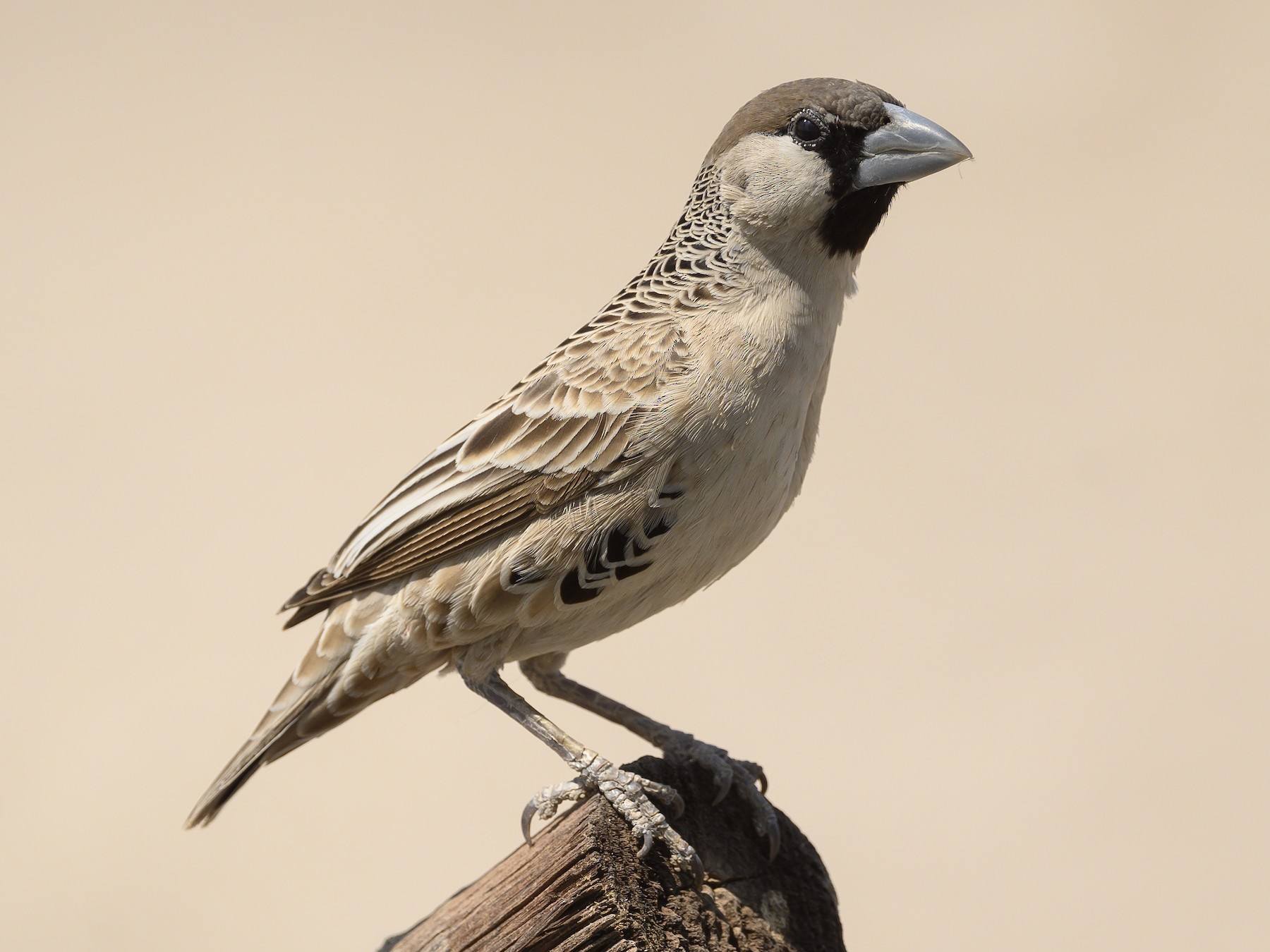 Sociable Weaver - Peter Hawrylyshyn