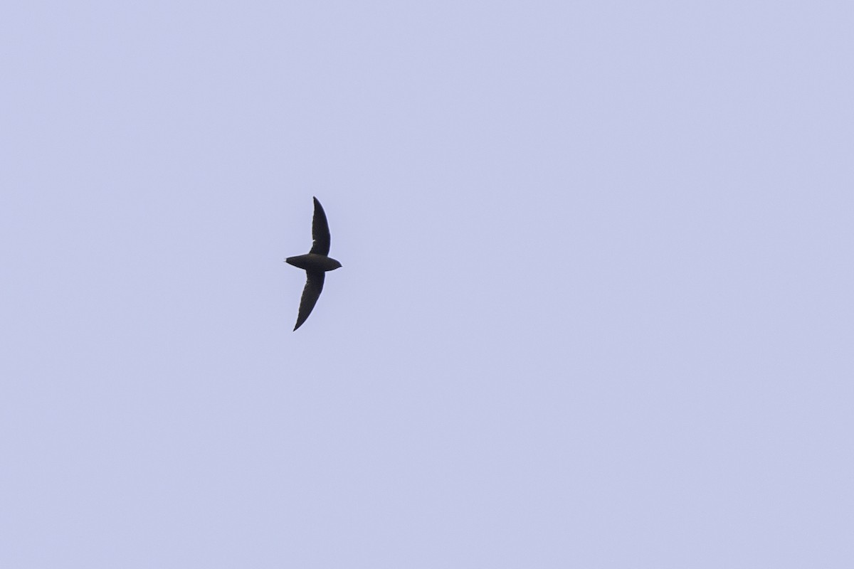 Short-tailed Swift (Short-tailed) - ML226743781