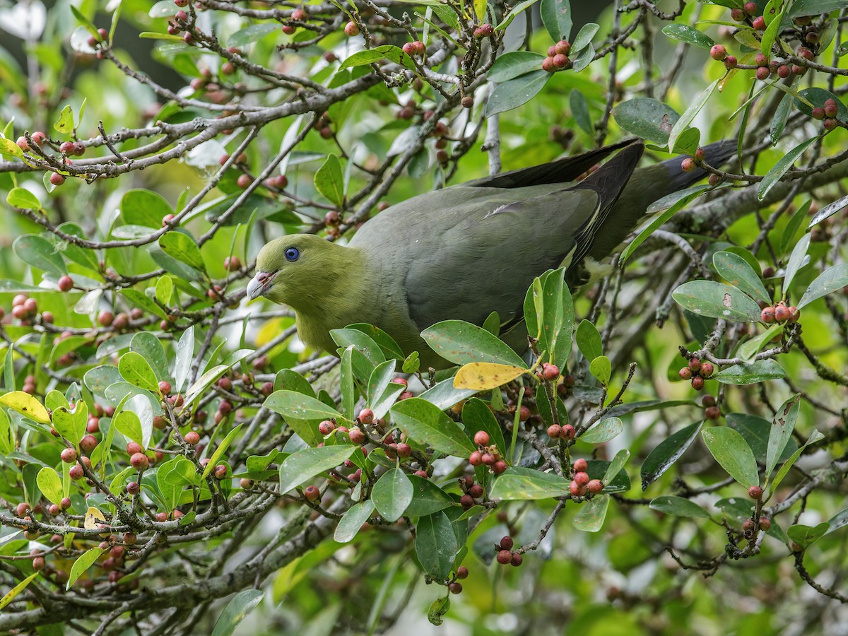 Madagascar Green-Pigeon - Nick Athanas