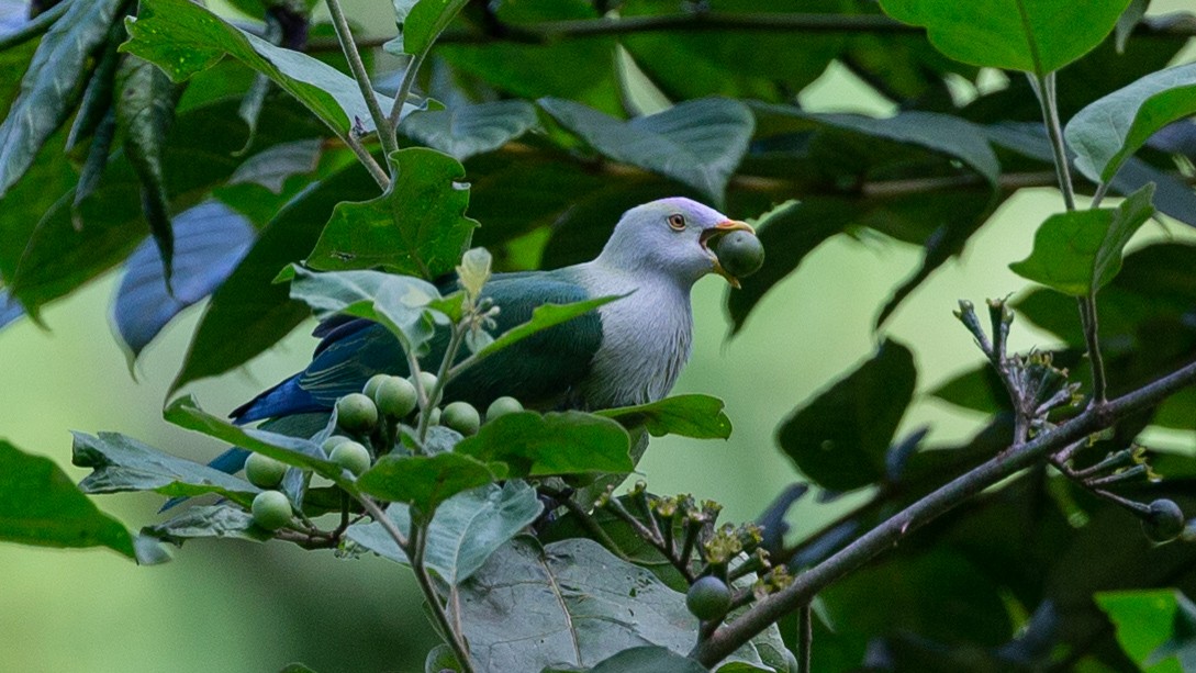 Gray-green Fruit-Dove - Robert Tizard