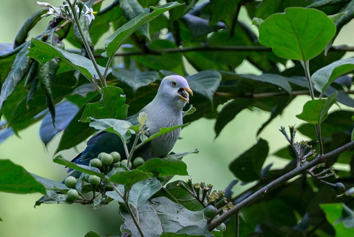 Gray-green Fruit-Dove - ML226745041