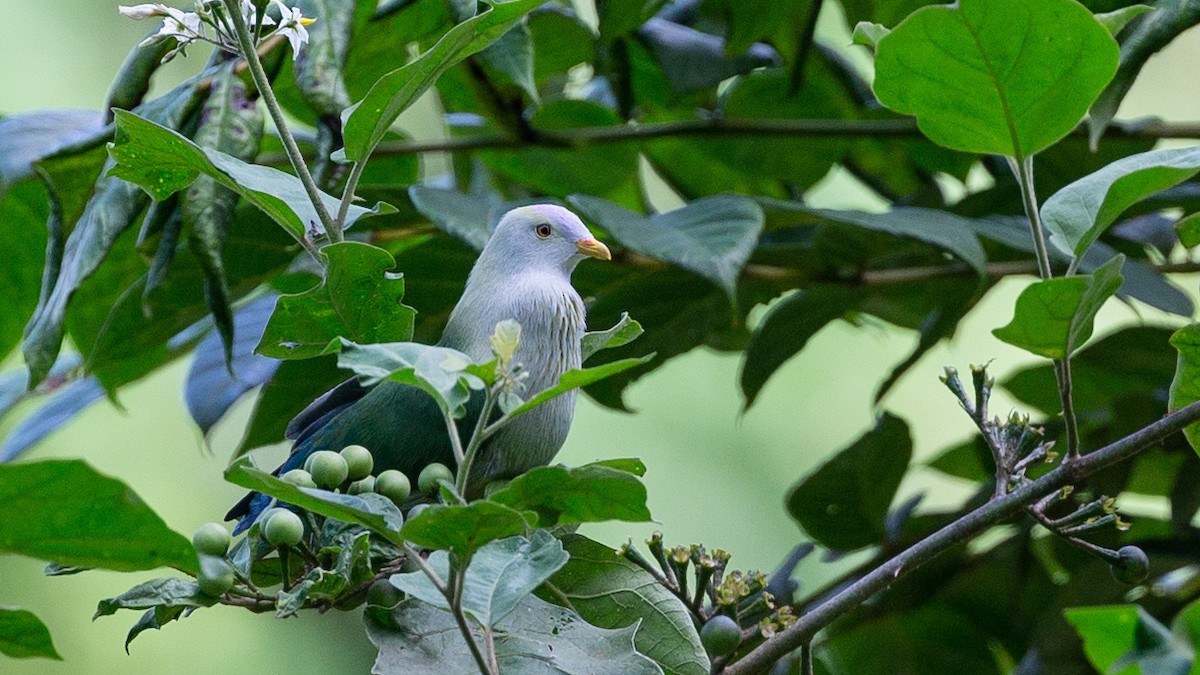 Gray-green Fruit-Dove - ML226745061