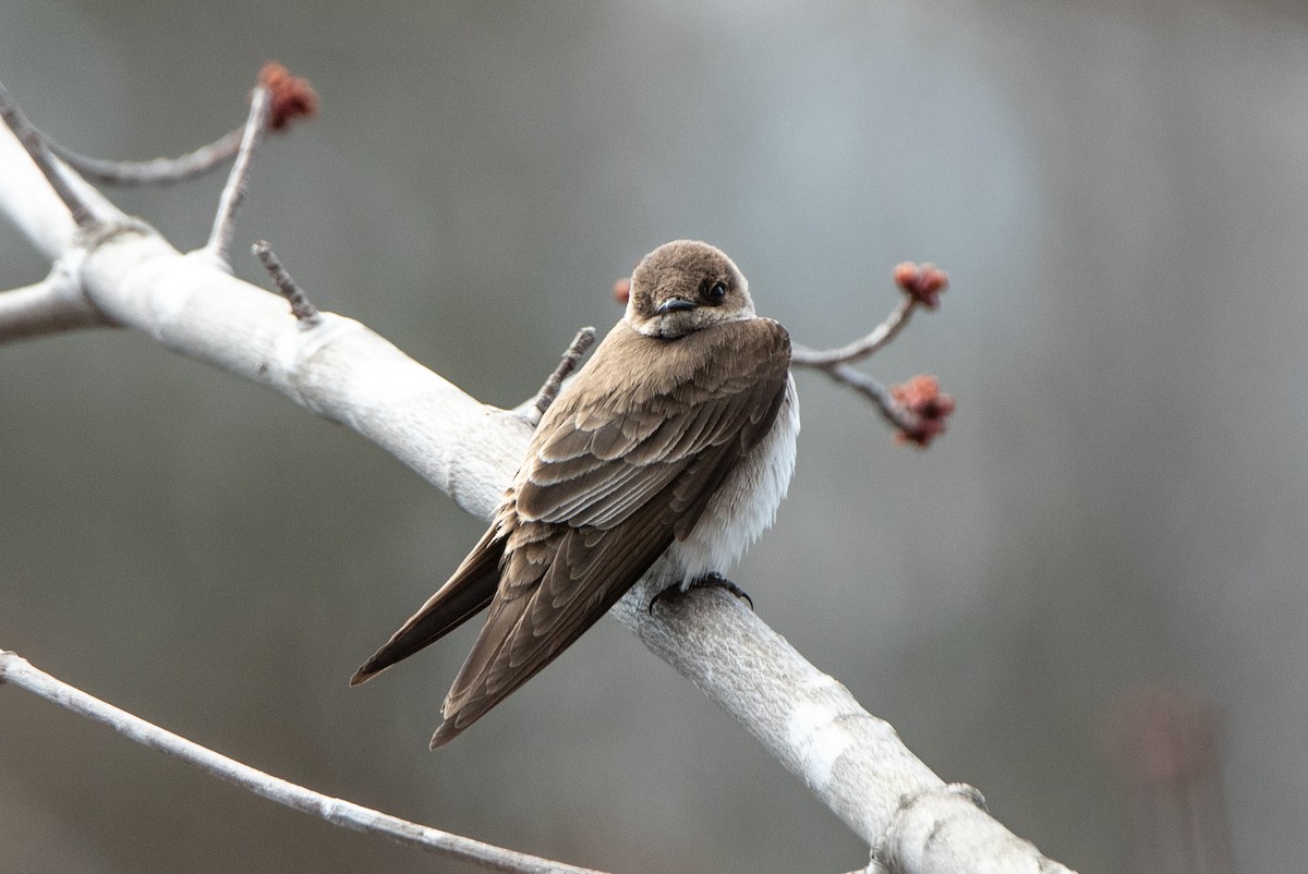 Northern Rough-winged Swallow - ML226745151
