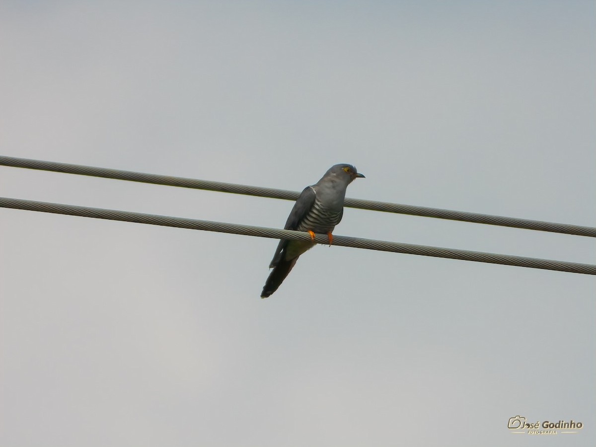 Common Cuckoo - José Godinho