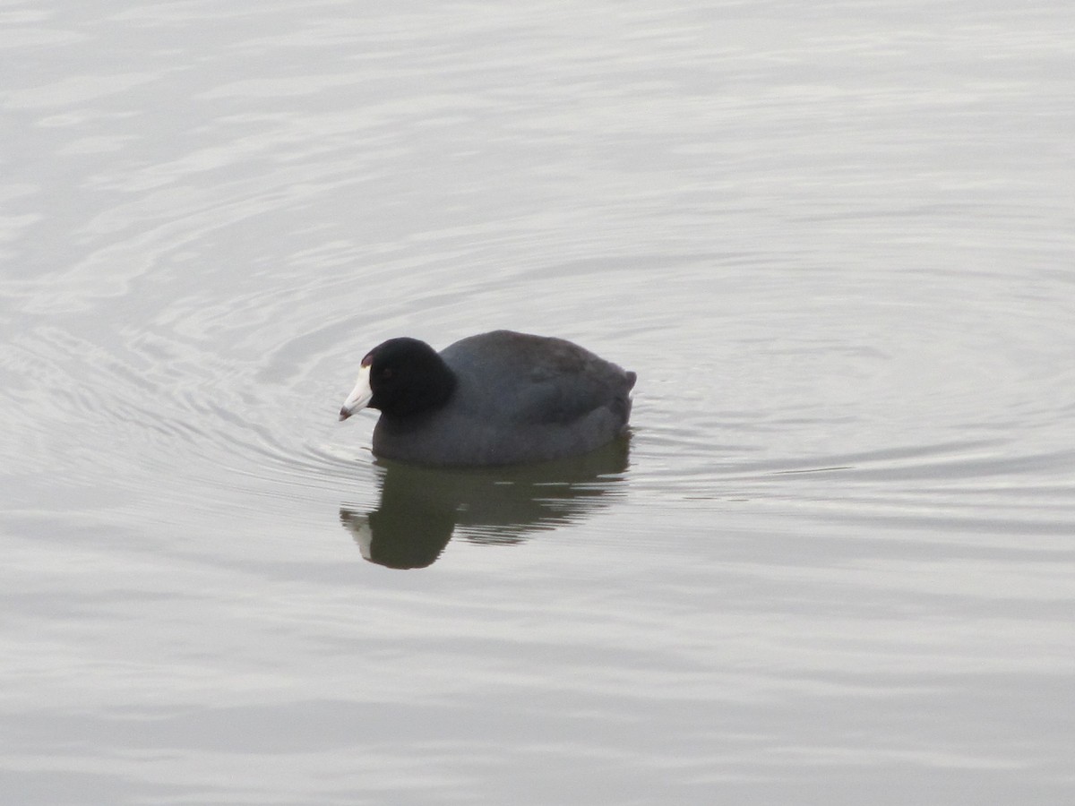 American Coot (Red-shielded) - ML22674581