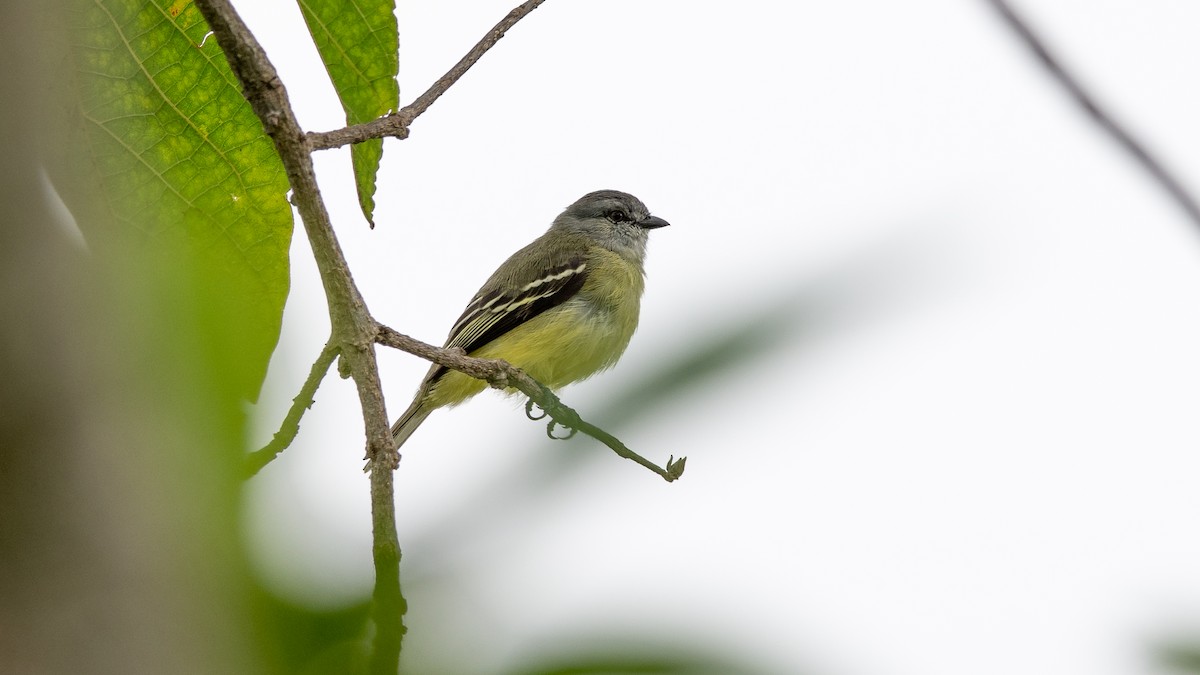 Yellow-crowned Tyrannulet - Mathurin Malby