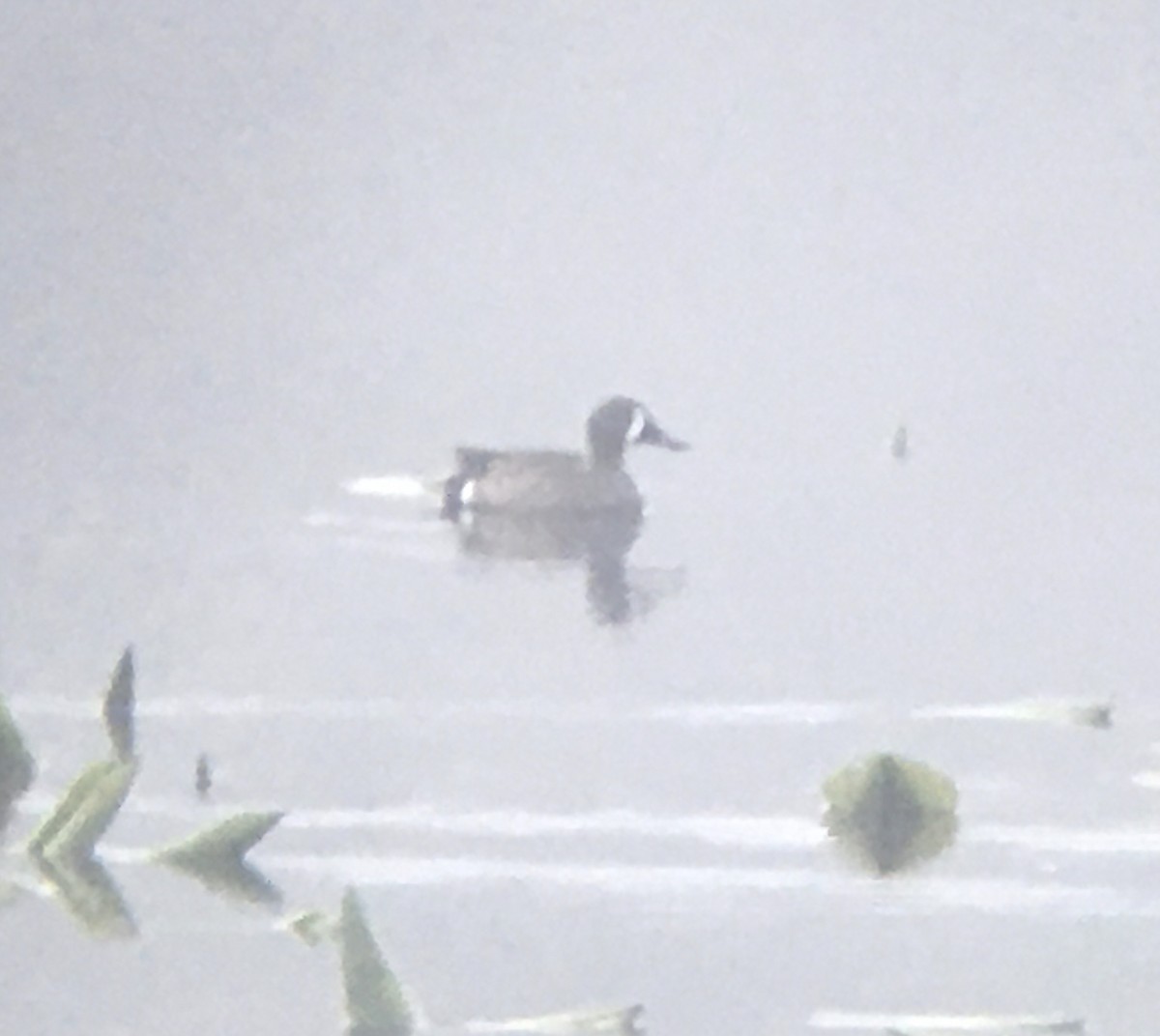 Blue-winged Teal - ML226751421