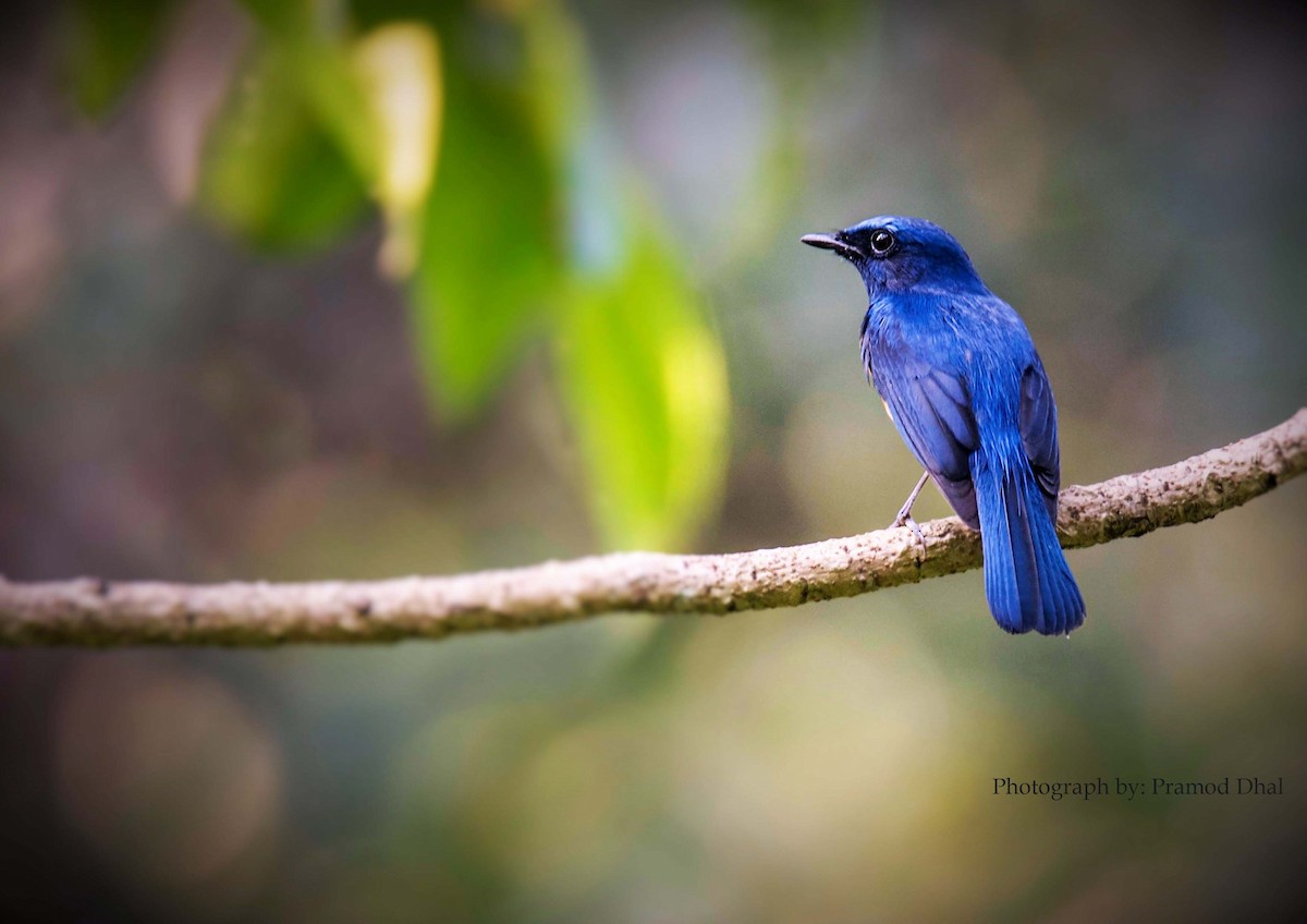 Blue-throated Flycatcher - Pramod Dhal