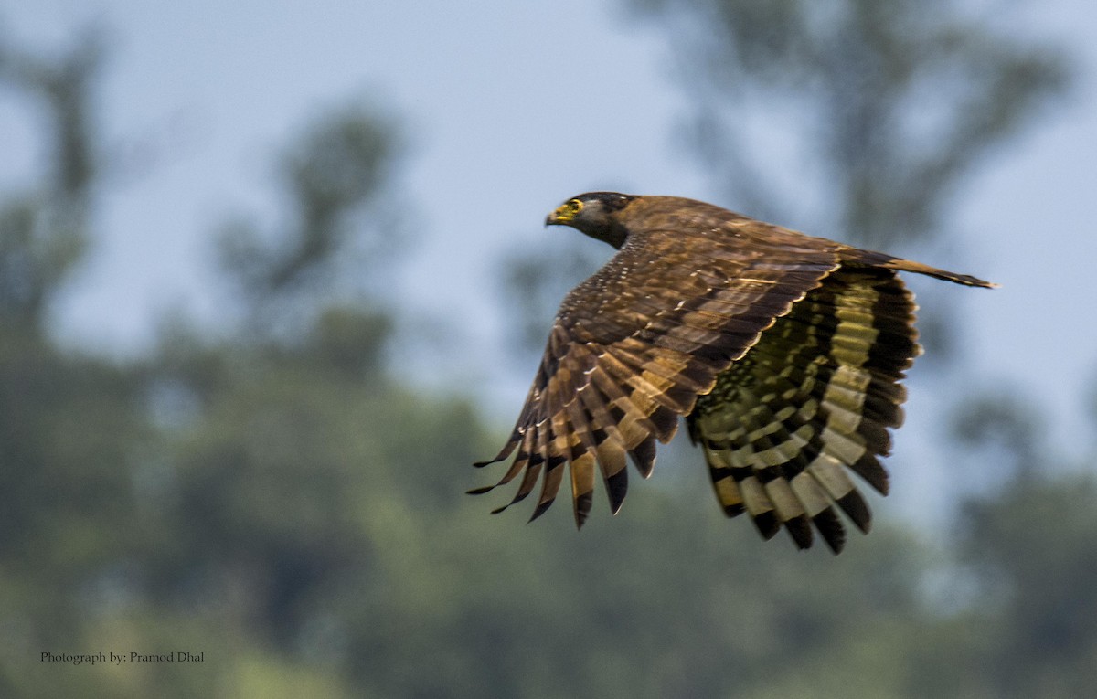 Crested Serpent-Eagle - ML22675651