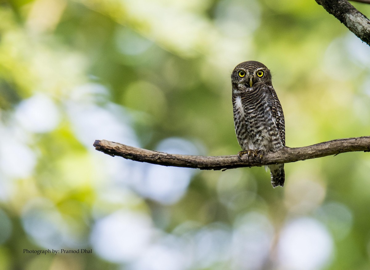 Jungle Owlet - Pramod Dhal